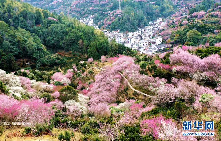 2月12日拍摄的安徽省黄山市歙县卖花渔村,在梅花的掩映下分外美好.