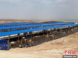 中国最大易地生态移民区探索养殖新路径：肉牛变股份 村民当股东